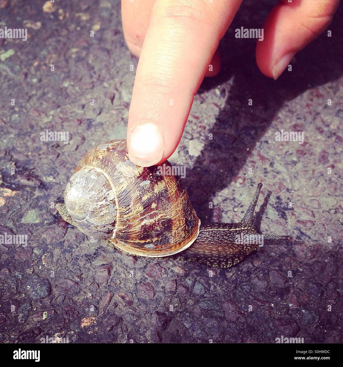 Child examining a Snail Stock Photo Alamy