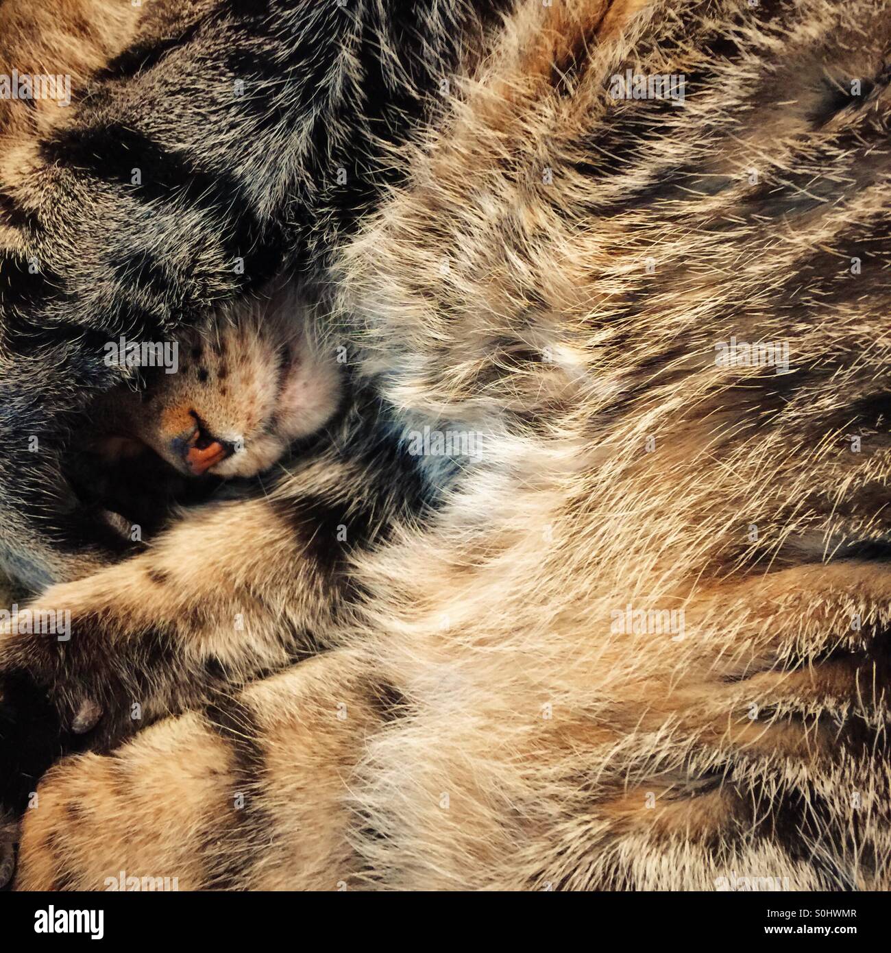 Domestic tabby cat curled into a ball sleeping. - Smartphone Captured Stock Image