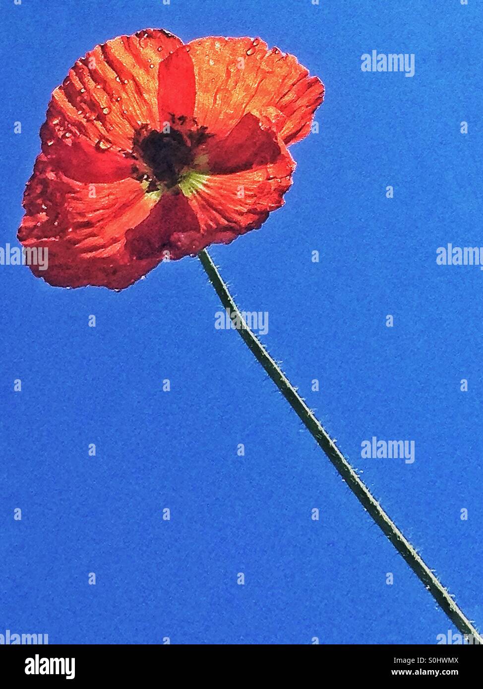 A single red Poppy against a blue sky. - Smartphone Captured Stock Image