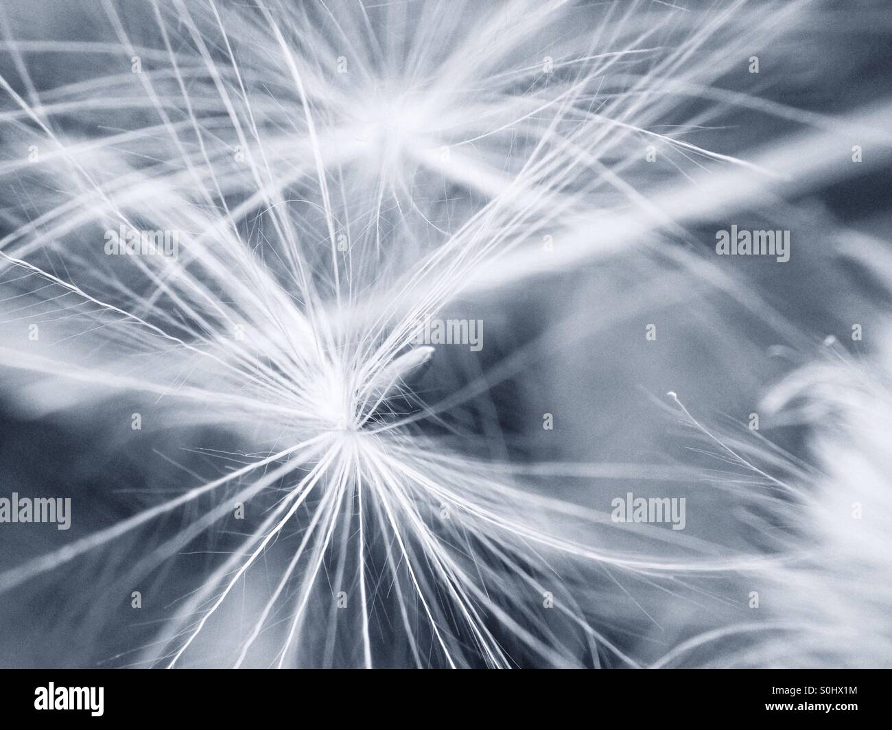 Dandelion seed head - Smartphone Captured Stock Image