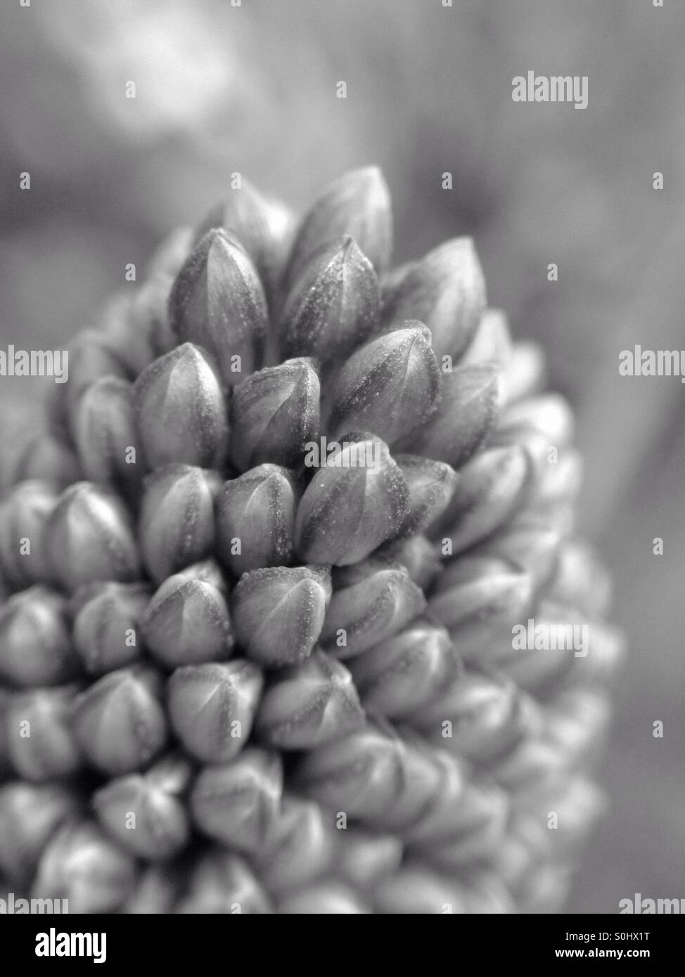 White allium with copy space hi-res stock photography and images - Alamy