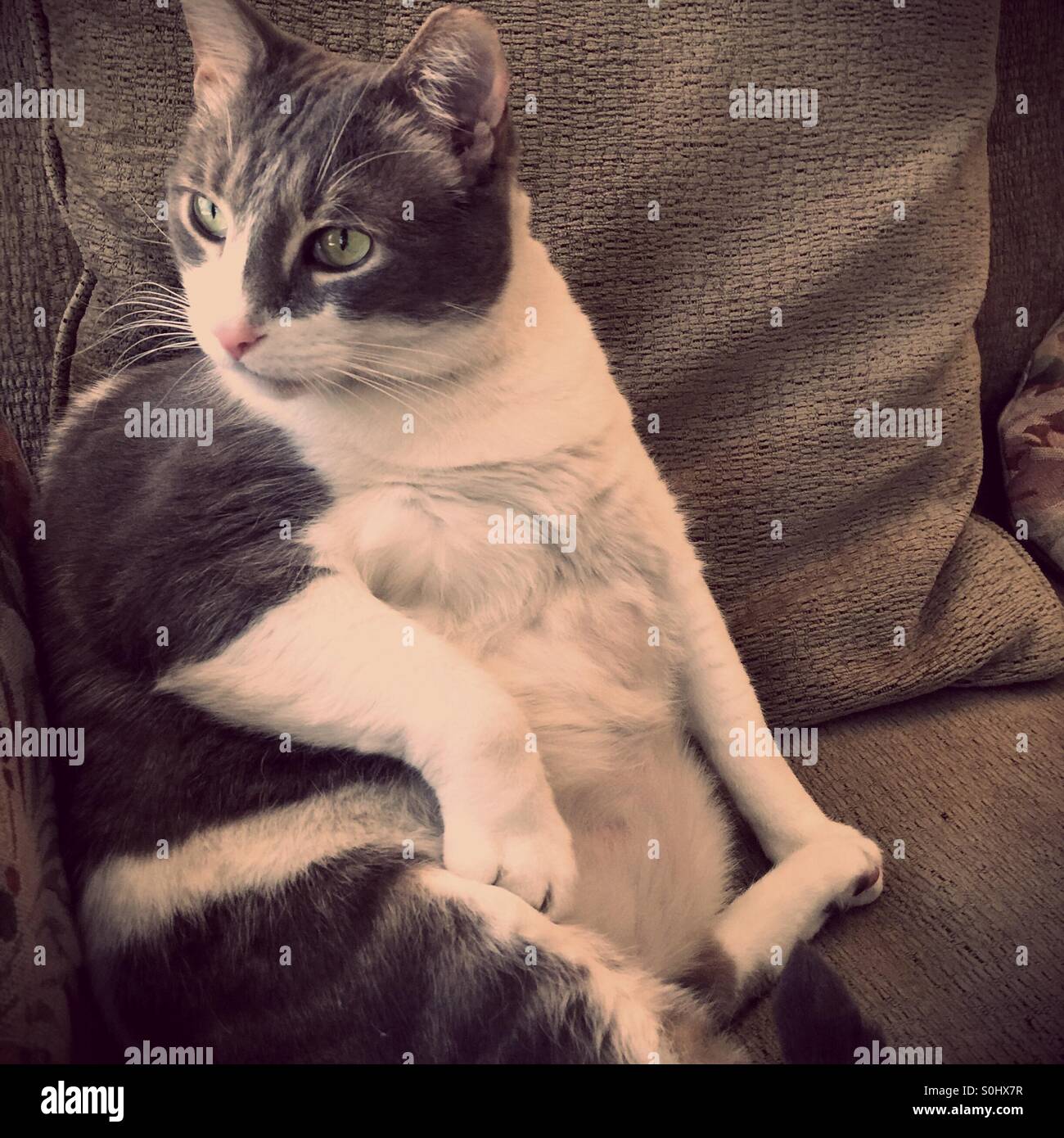 Pensive fat cat. - Smartphone Captured Stock Image