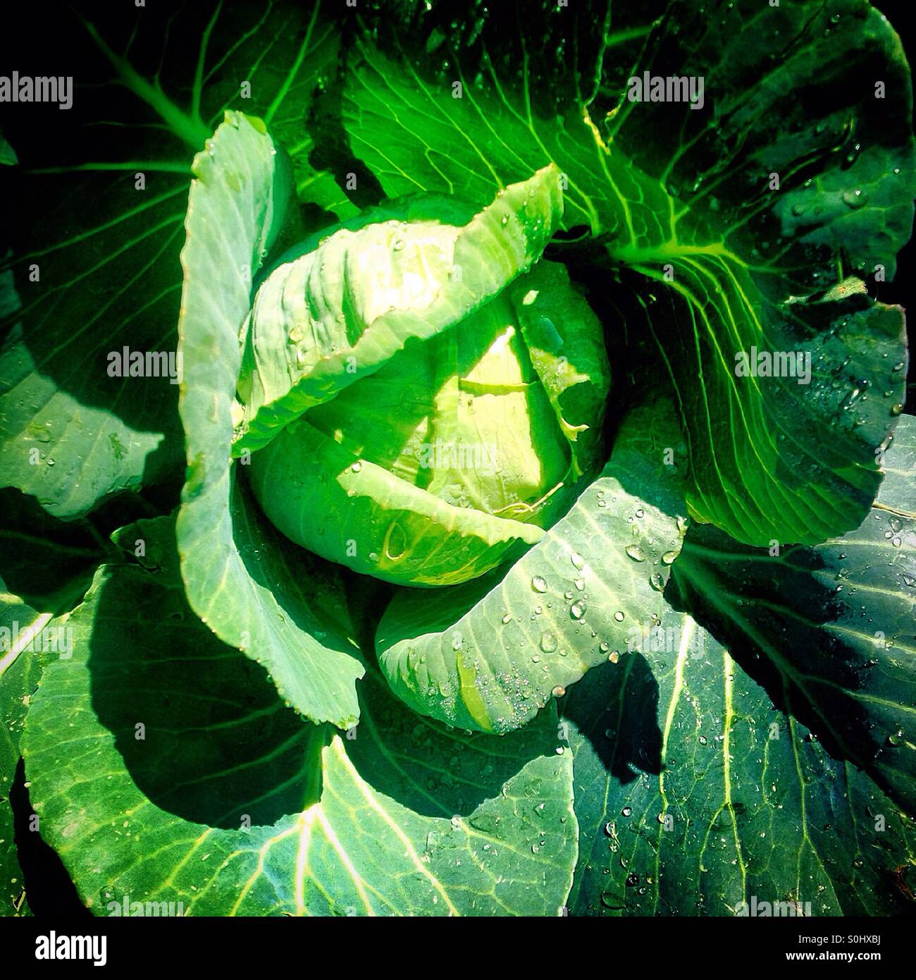 A organic coliflower in a ecological farm in Mexico State, Mexico - Smartphone Captured Stock Image