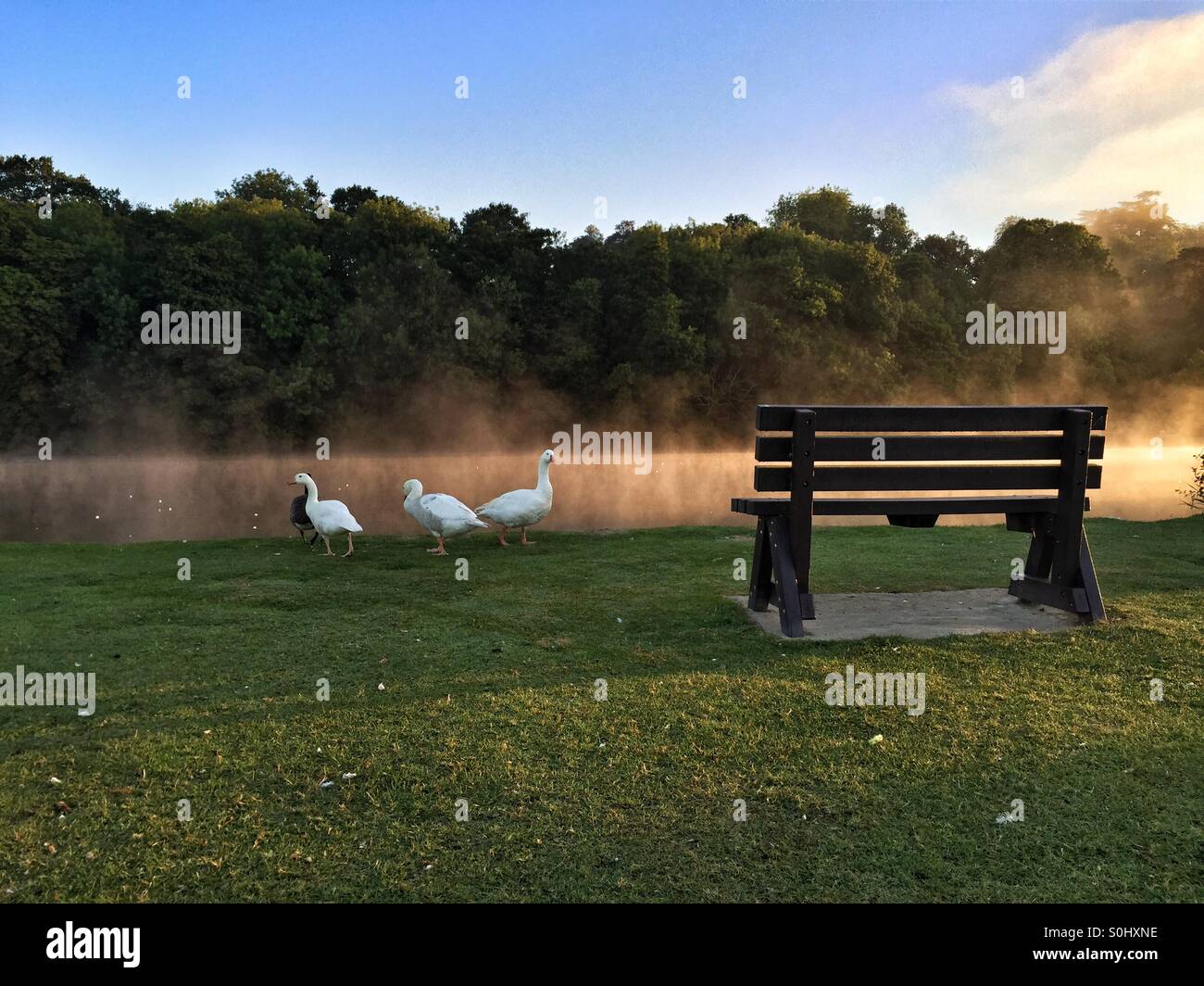 Morning geese Stock Photo