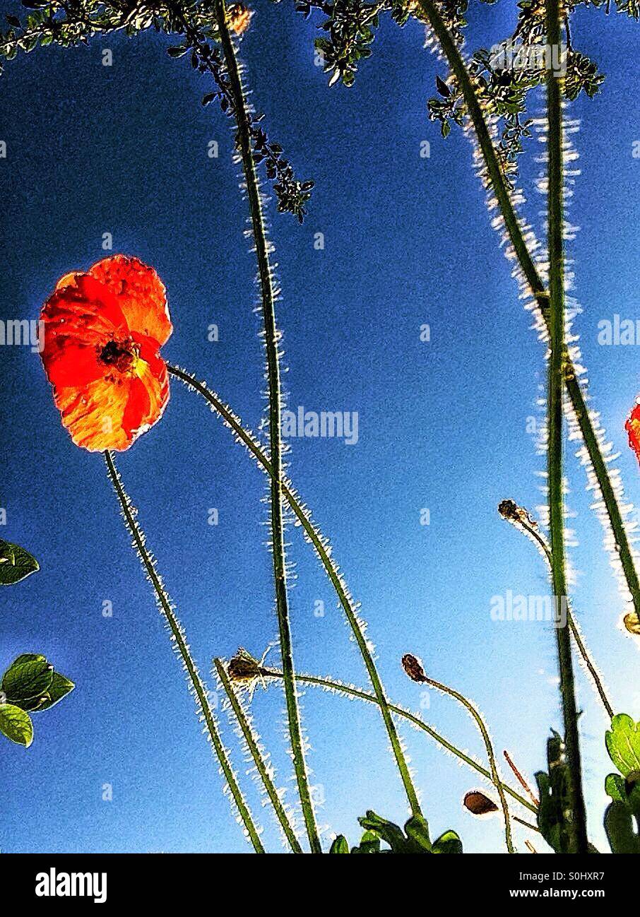 Backlit poppy. - Smartphone Captured Stock Image