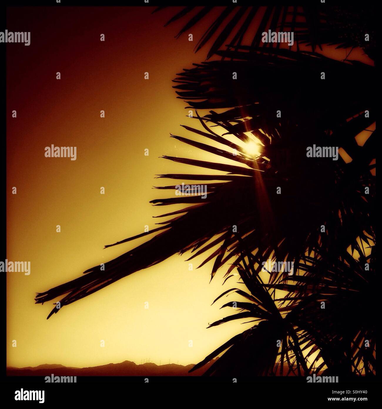 Sun sunshine palm tree hi-res stock photography and images - Alamy