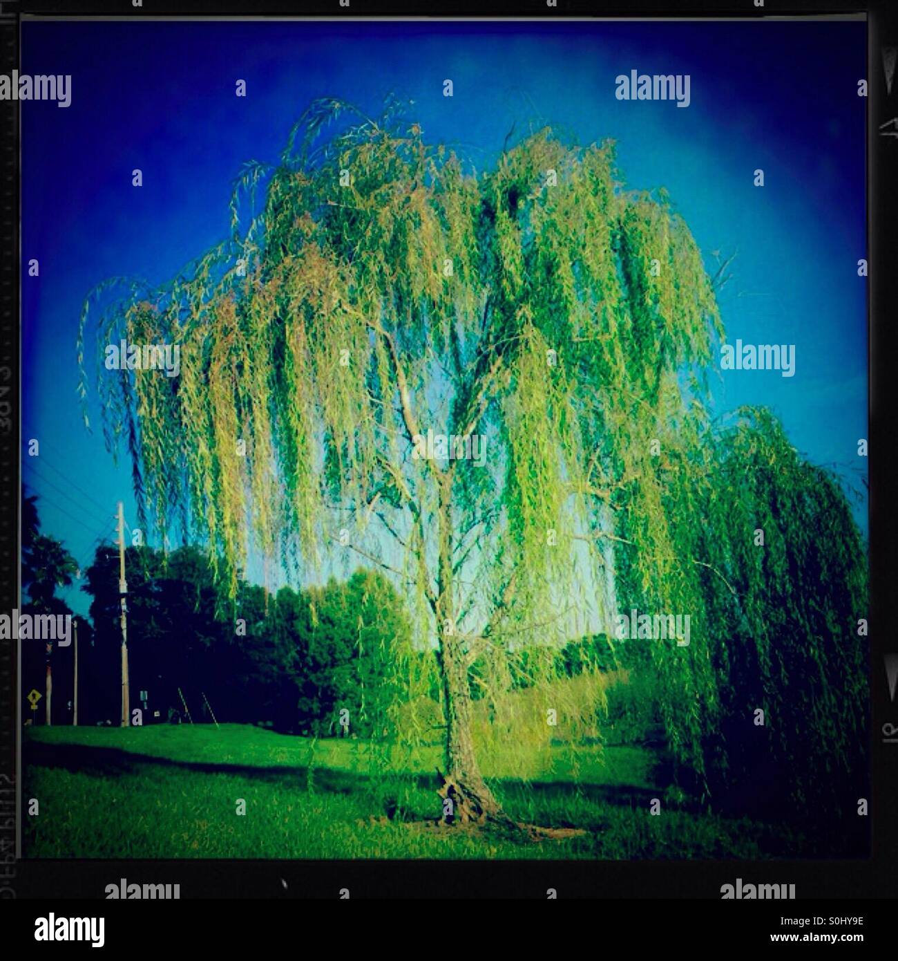 Weeping willow tree - Smartphone Captured Stock Image