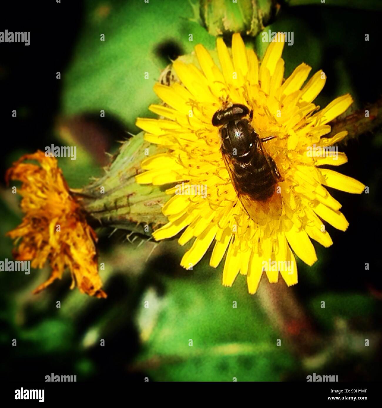 A fly licks a yellow flower in Mexico - Smartphone Captured Stock Image