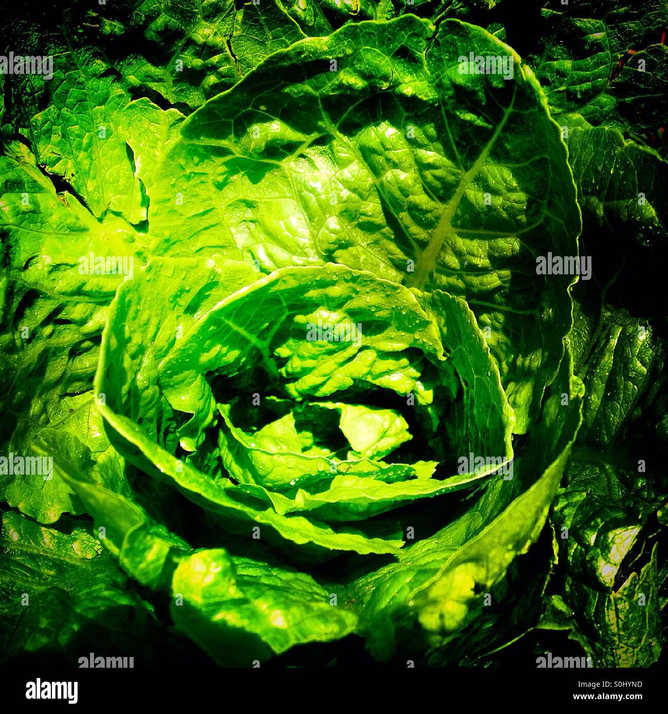 A lettuce in an organic market in Mexico - Smartphone Captured Stock Image