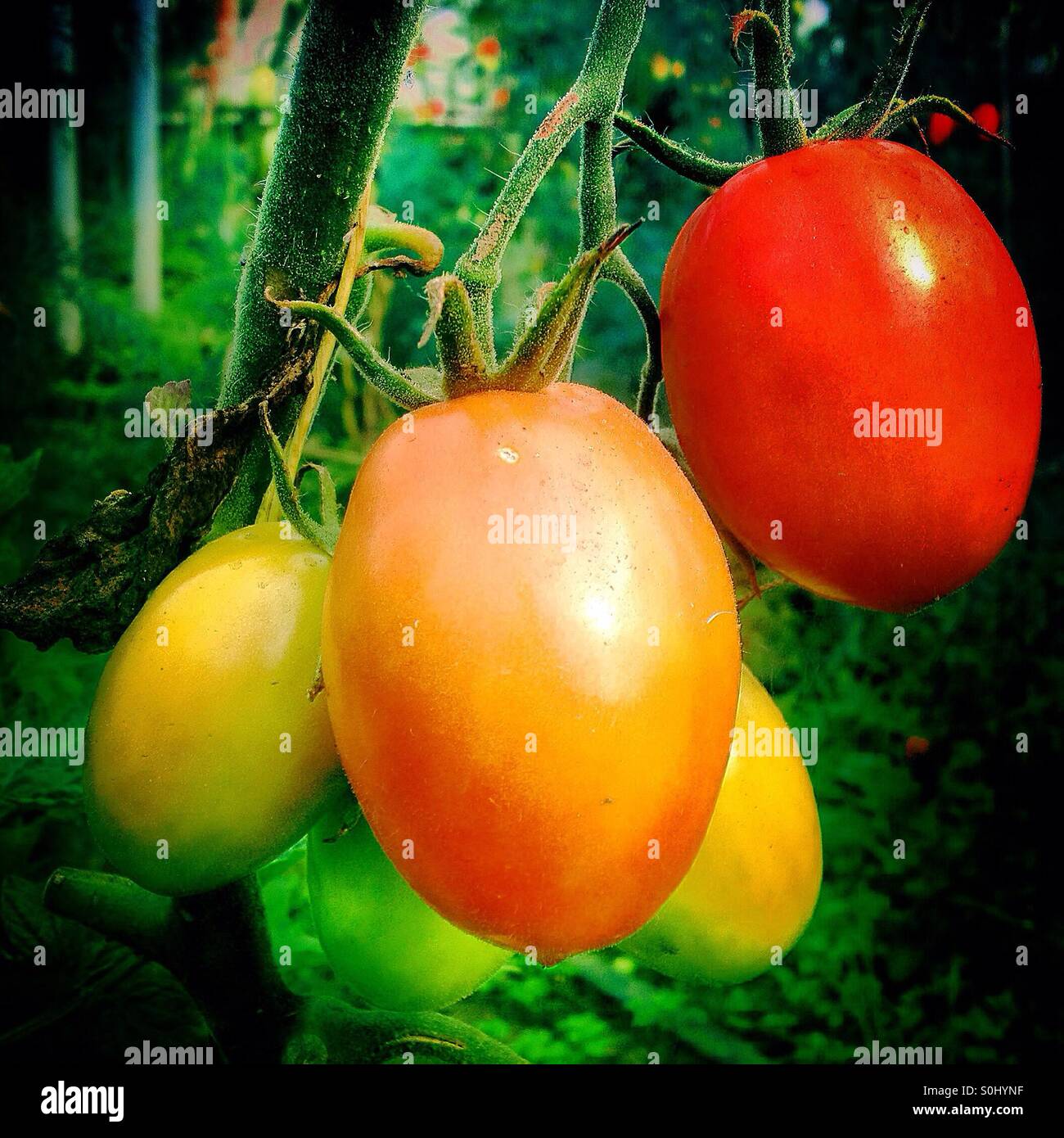 Fresh organic tomatoes in an organic farm in Mexico Stock Photo