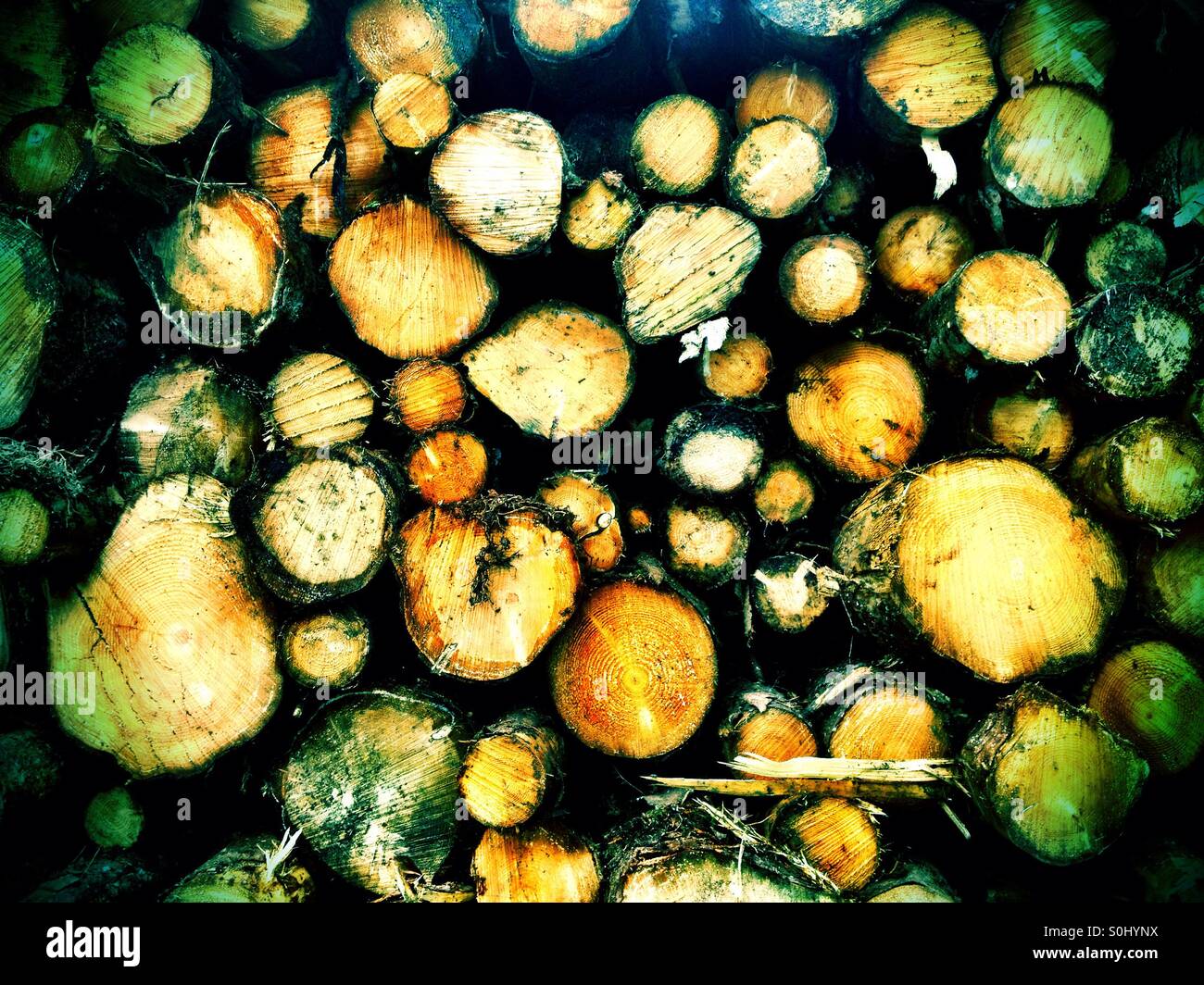 Log pile stack - Smartphone Captured Stock Image
