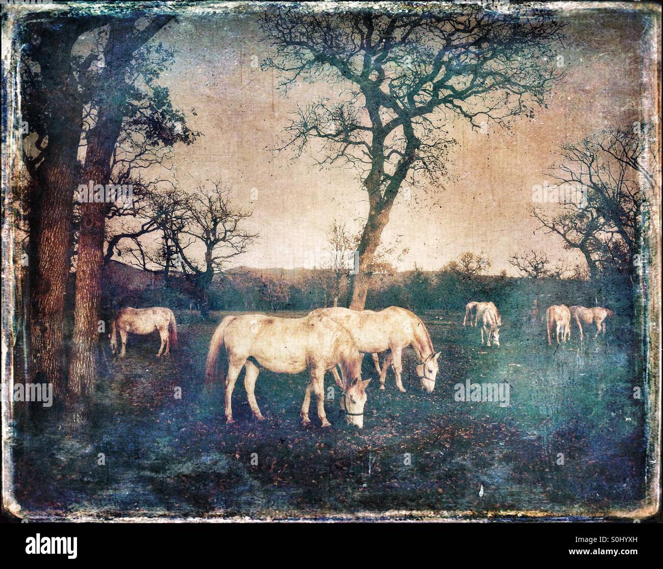 Herd of Lipizzaner horses on pasture - Smartphone Captured Stock Image