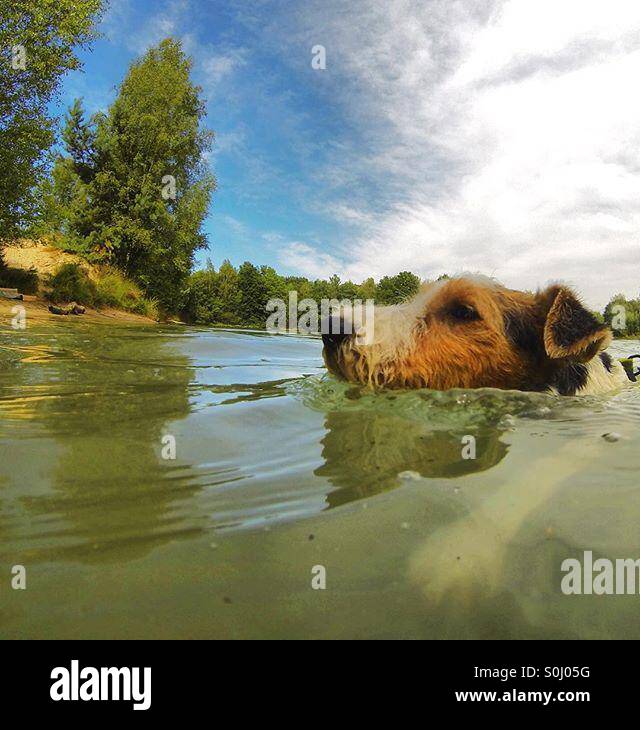Dog swimming in the lake - Smartphone Captured Stock Image