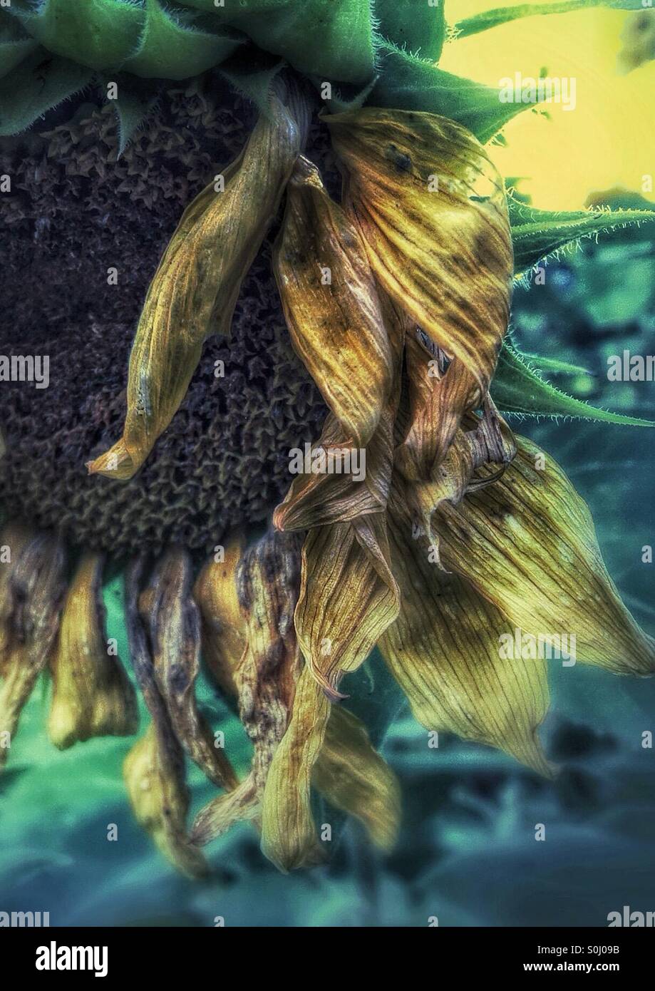 Sunflower - Smartphone Captured Stock Image