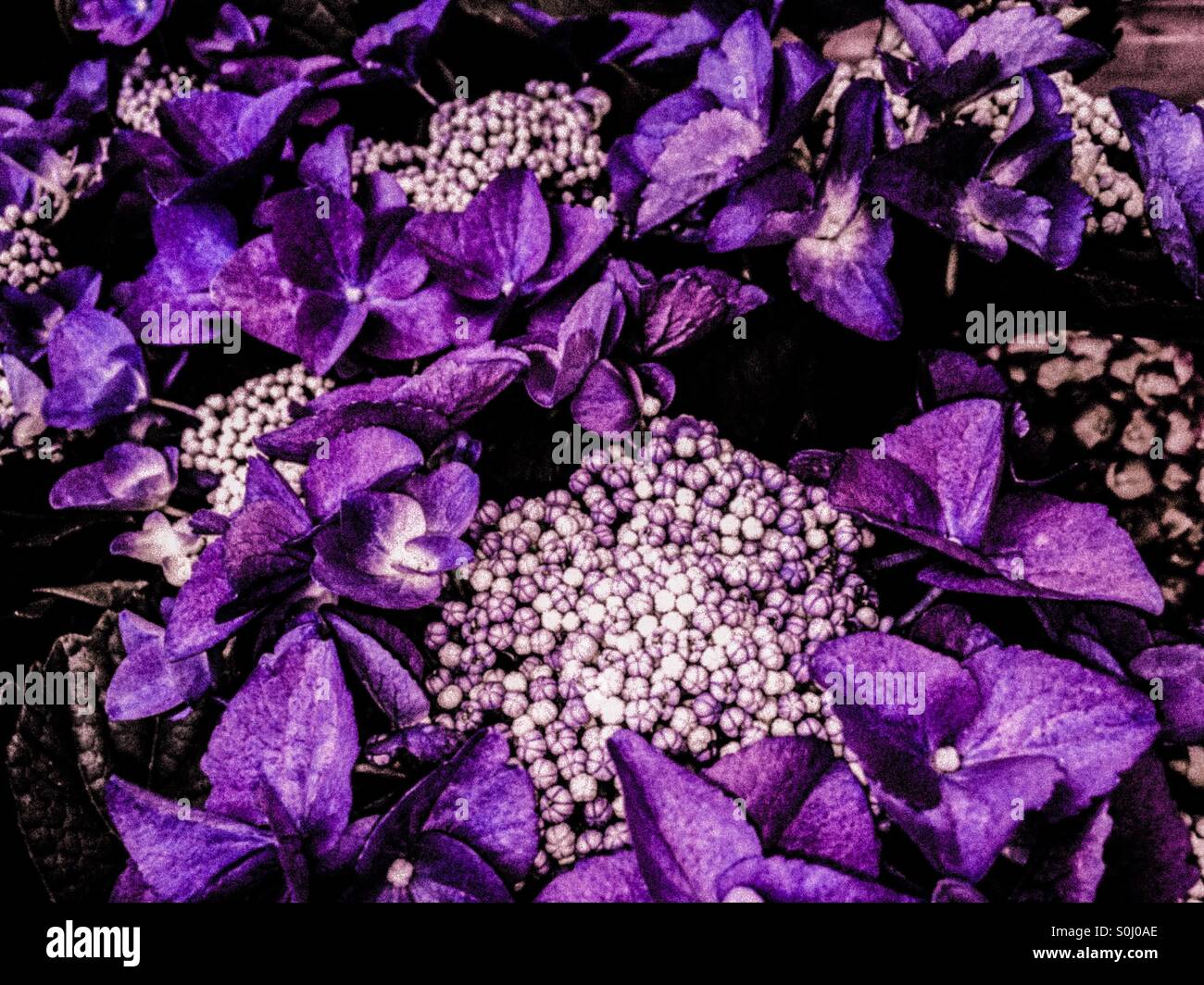 Purple hydrangeas Stock Photo