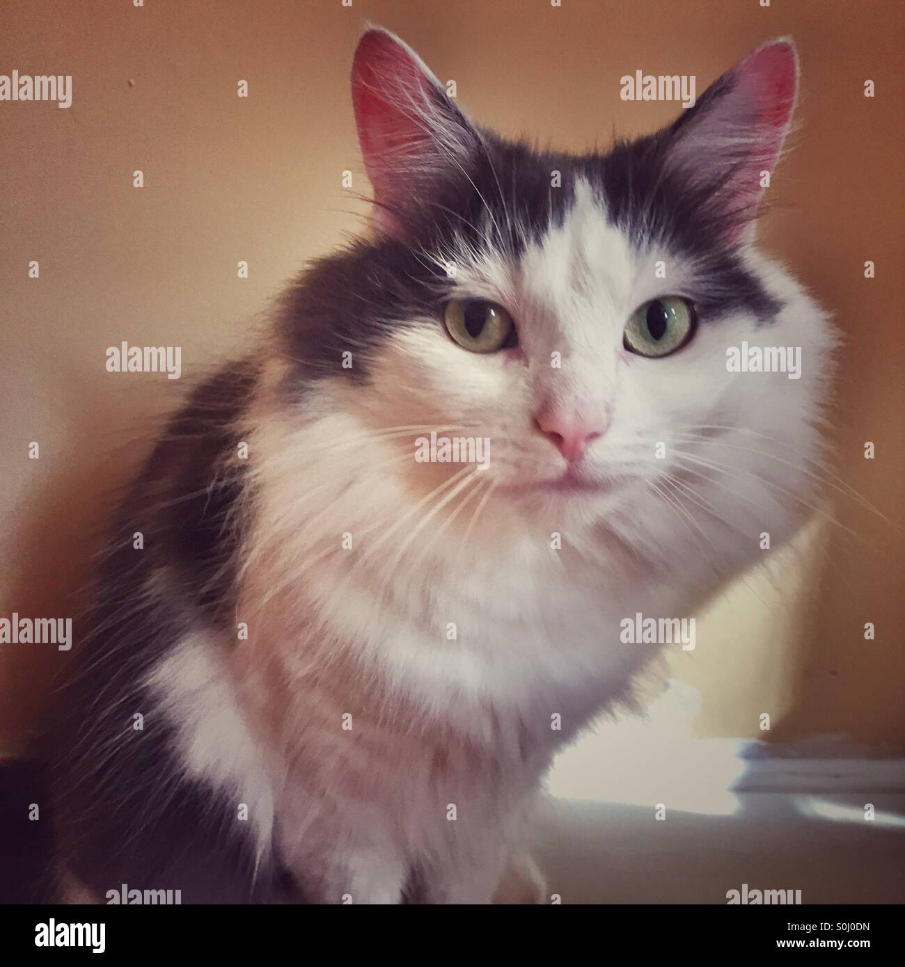 Contemplative cat - Smartphone Captured Stock Image