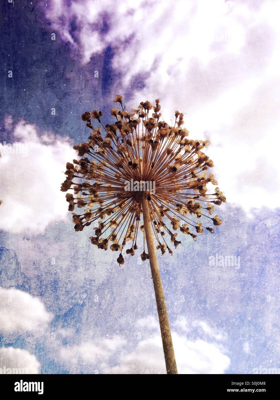 Allium seed head silhouetted against the sky - Smartphone Captured Stock Image