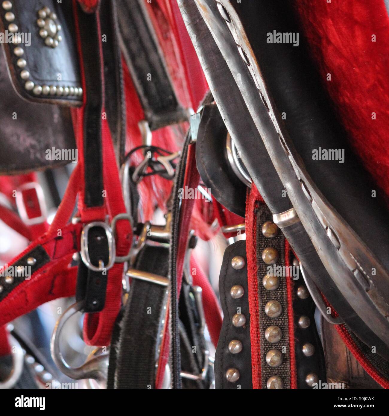 Draft horse harnesses hanging at the county fair Stock Photo Alamy