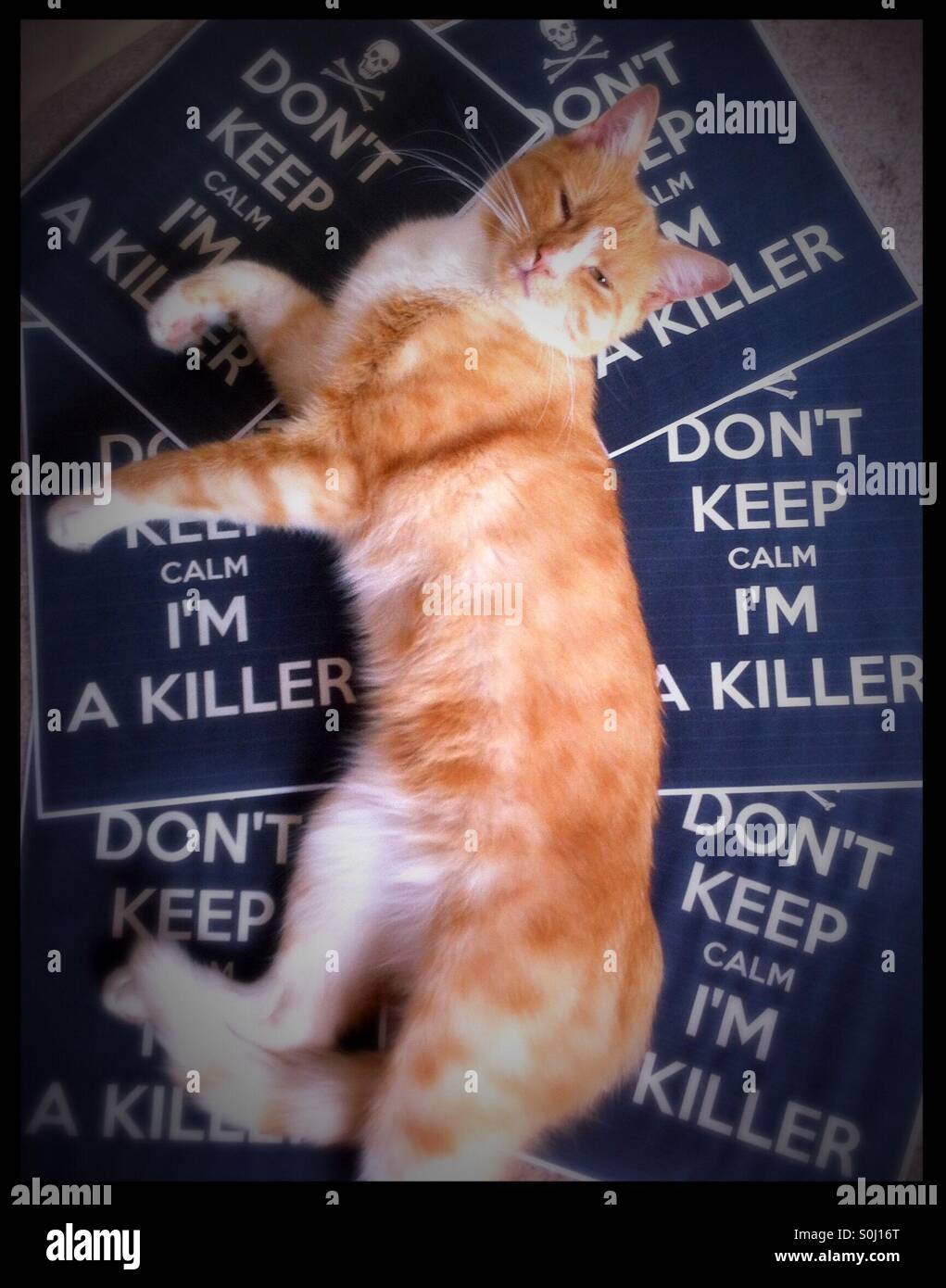 When cats bring home too many gifts cat stretched out on don't keep calm signs - Smartphone Captured Stock Image