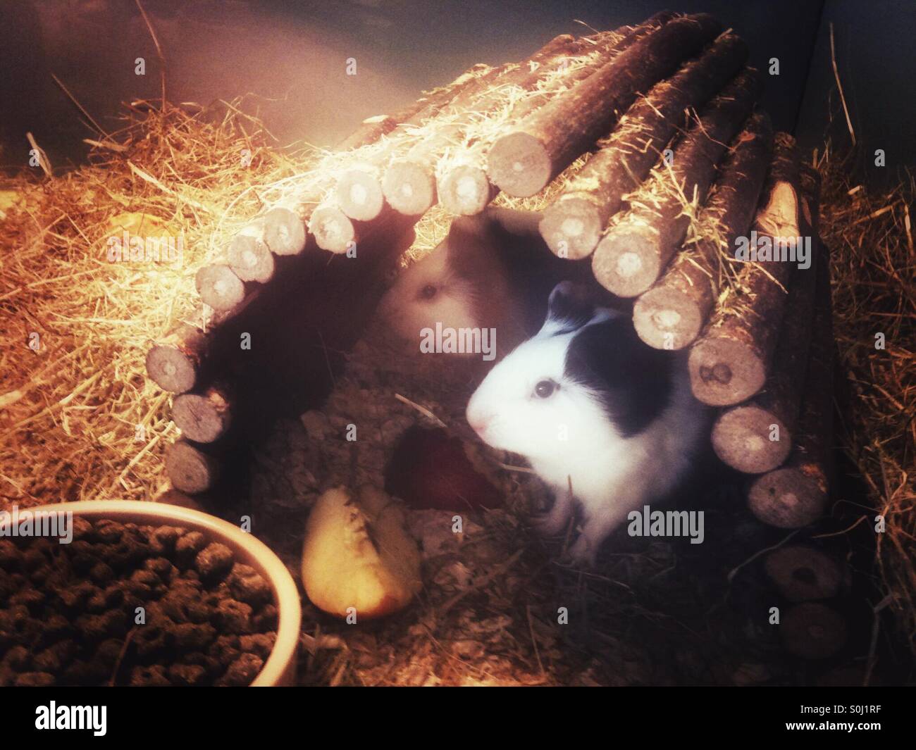 Two hamsters in a log shelter Stock Photo