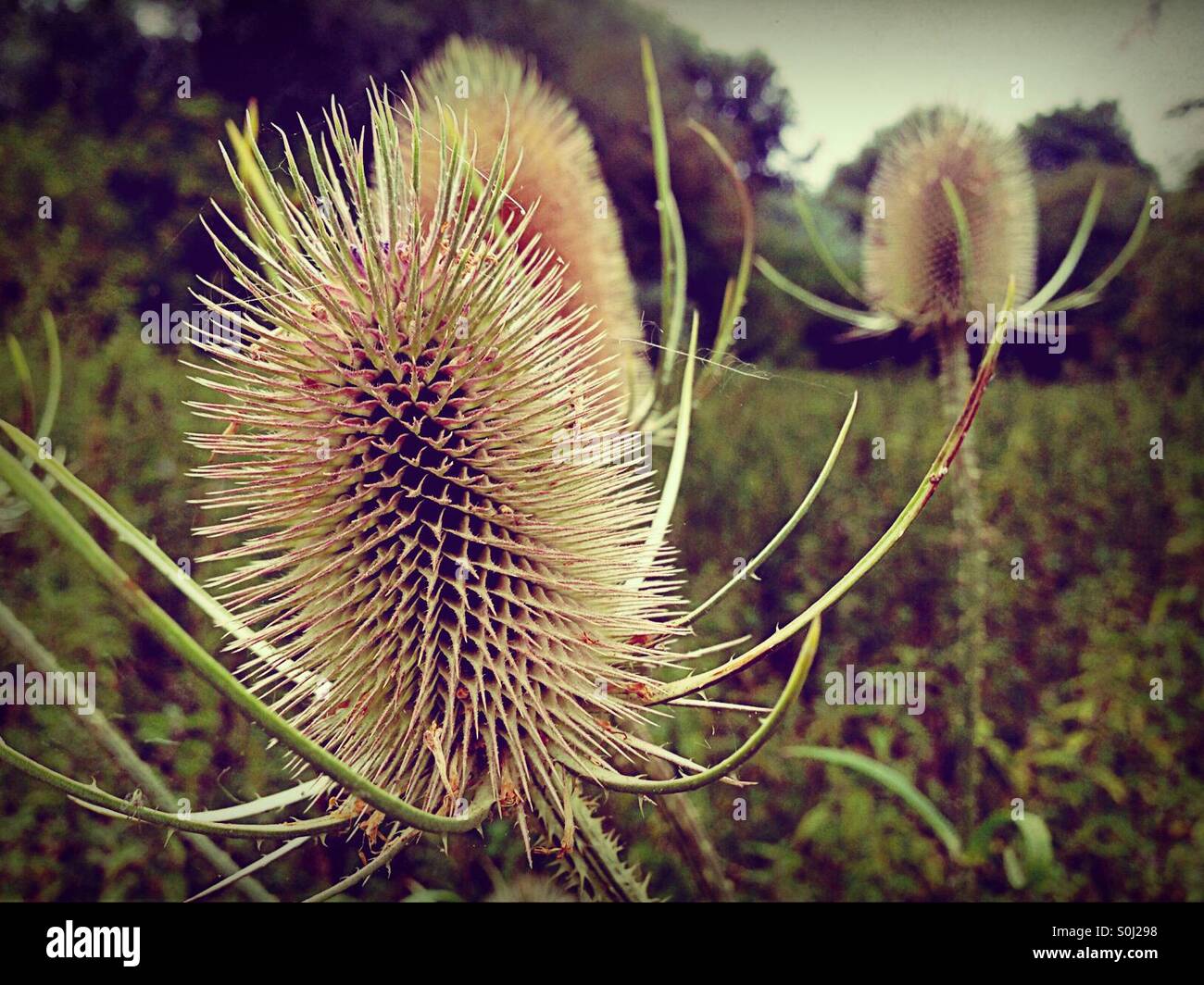 Close up cotton Scottish thistle in August - Smartphone Captured Stock Image