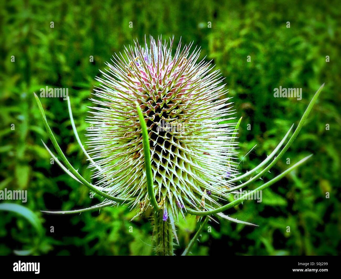 Close up single Scottish cotton thistle taken in August - Smartphone Captured Stock Image
