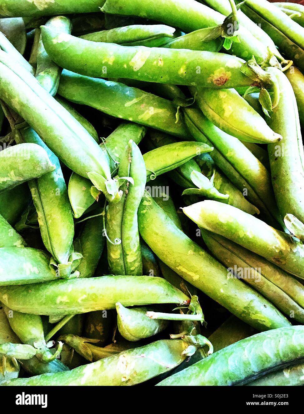Fresh raw pea pods - Smartphone Captured Stock Image