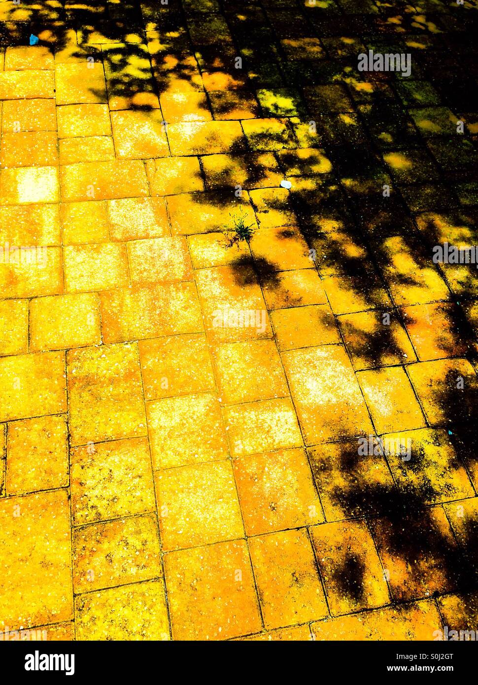 Dramatic tree shadow and gold paving bricks Stock Photo