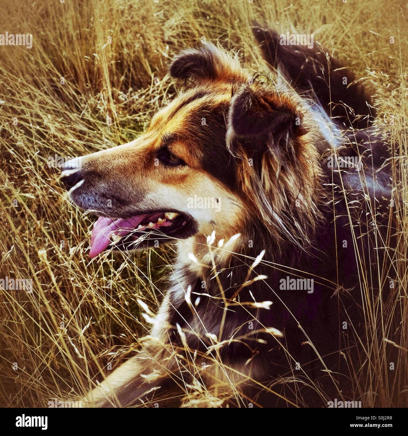 A dog resting in the long grass - Smartphone Captured Stock Image