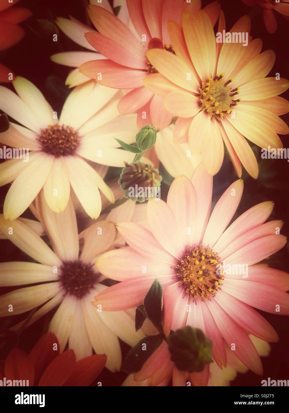 Ping daisy flowers Stock Photo