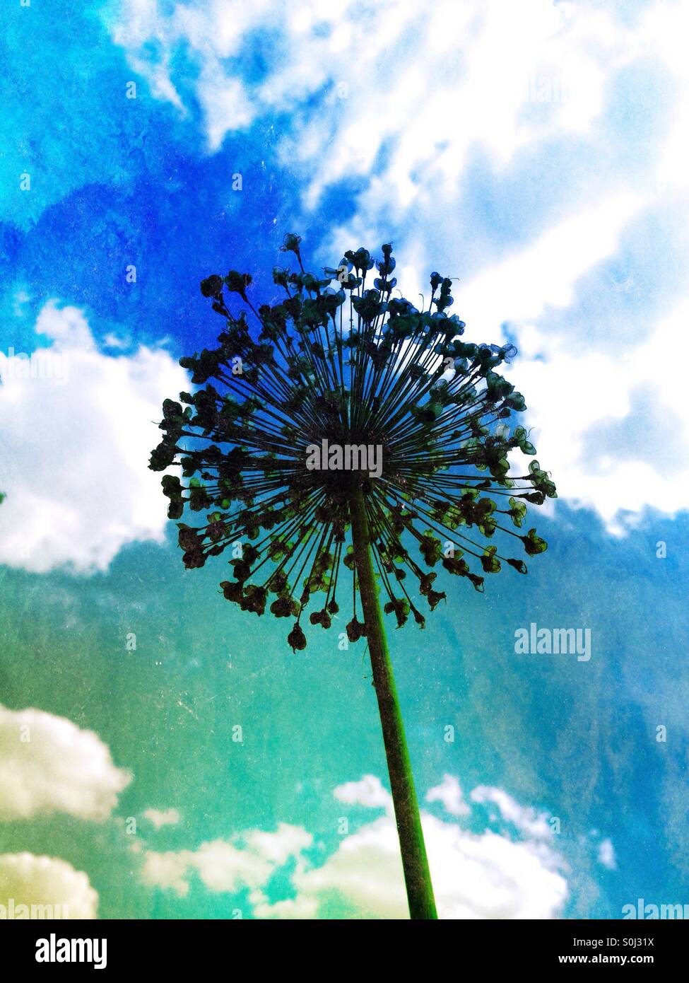 Allium seed head - Smartphone Captured Stock Image