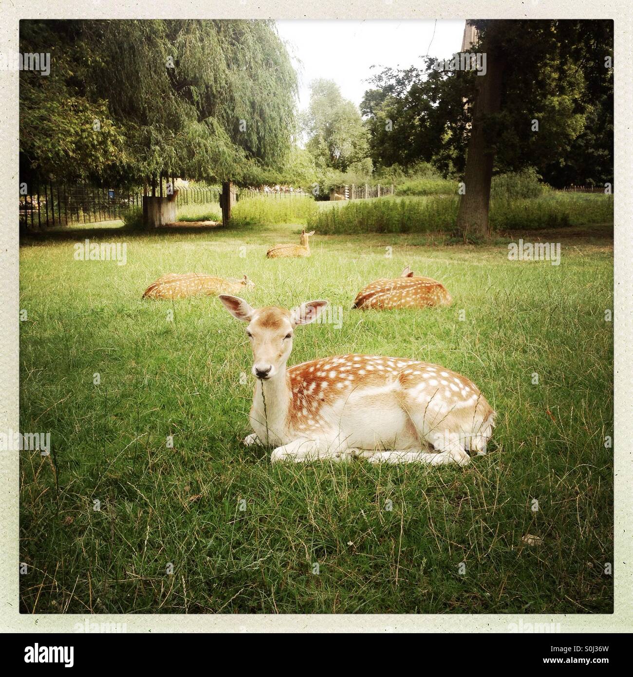 Fallow deer in park - Smartphone Captured Stock Image