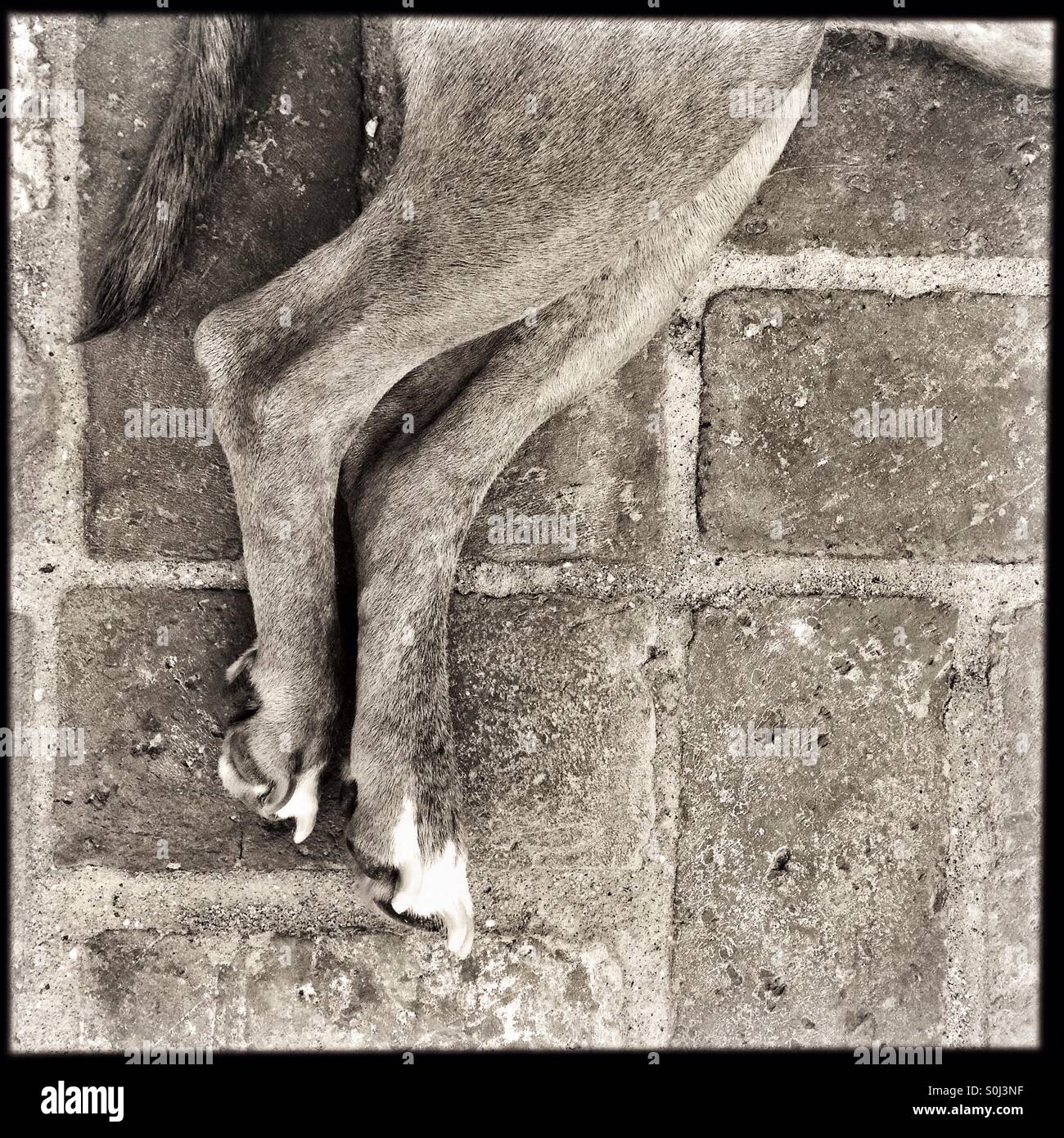 Graphic of hind legs and tail of dog laying down on used red brick patio Stock Photo