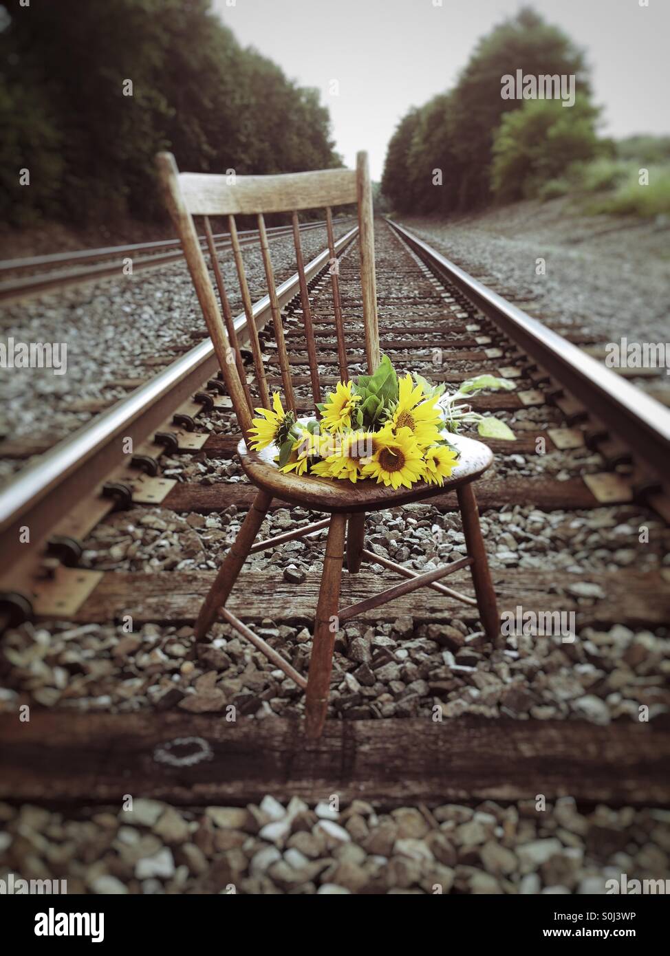 Sunflowers on an antique chair on railroad tracks Stock Photo
