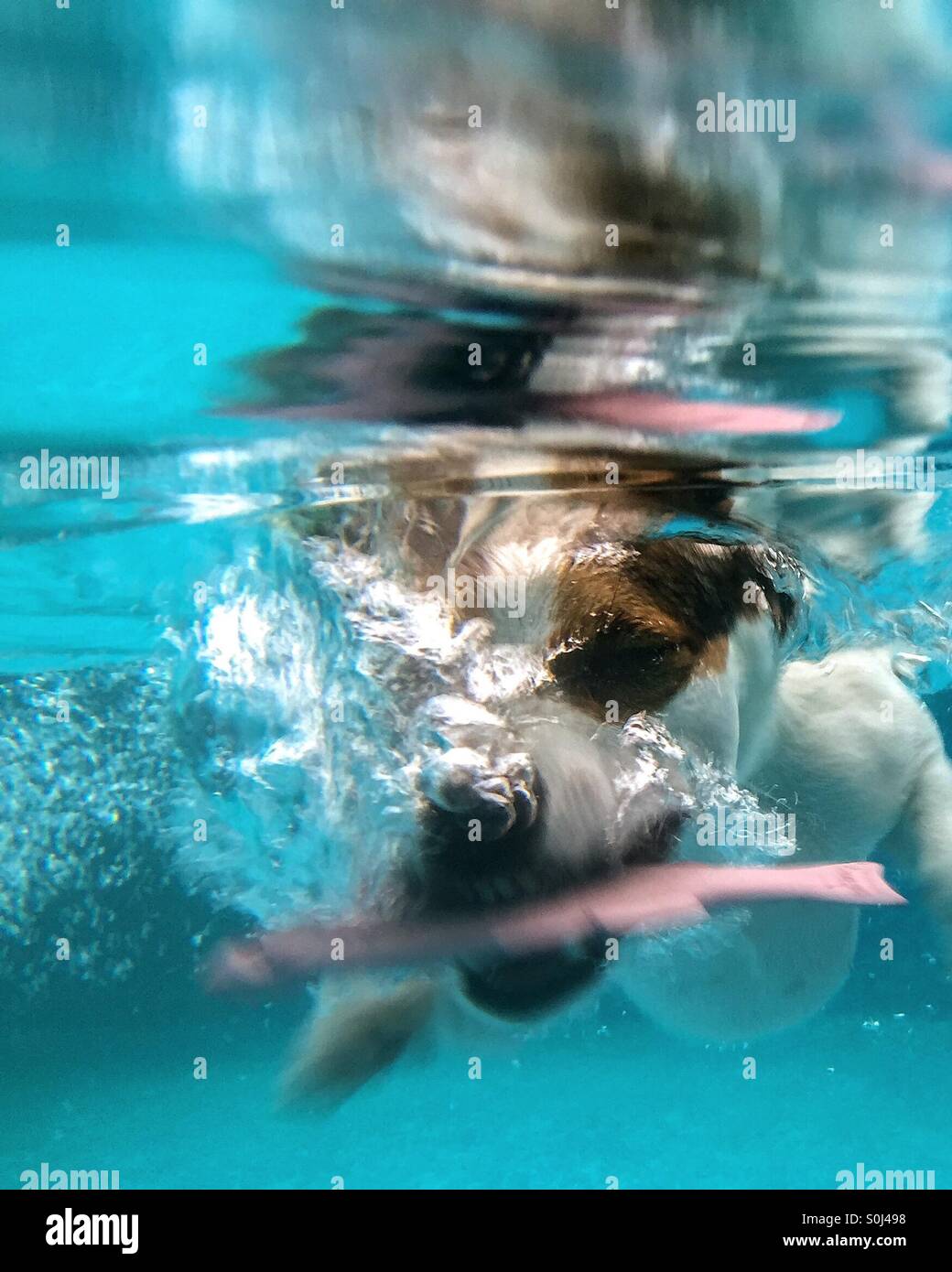 Close up view of a Jack Russell Terrier dog diving under water to get submerged toy - Smartphone Captured Stock Image