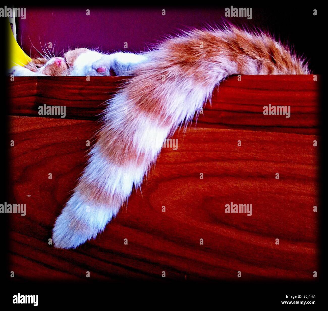 Sleeping cat and tail over wooden board Stock Photo Alamy