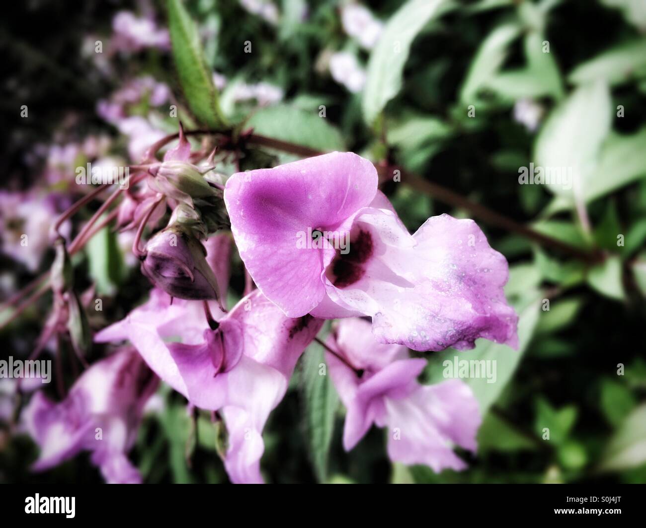 Himalayan Balsam - Smartphone Captured Stock Image