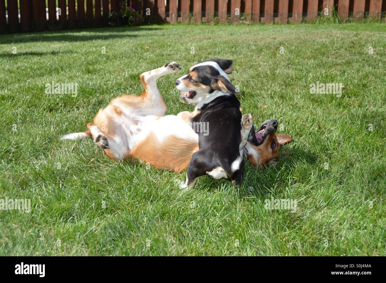 Puppy Wrestling Dog in Yard Stock Photo Alamy