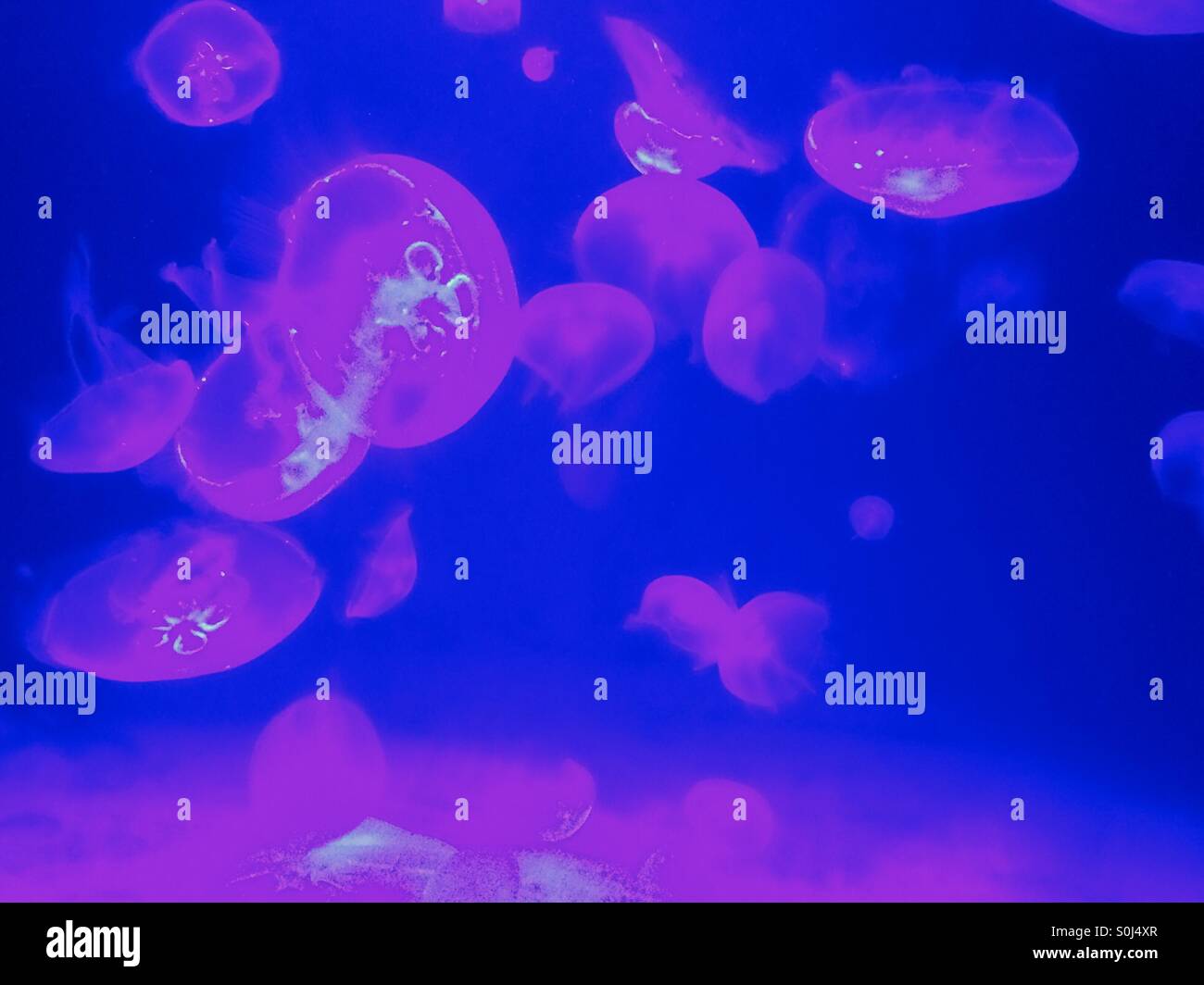 Jellyfish floating in a fish tank, glowing Stock Photo Alamy