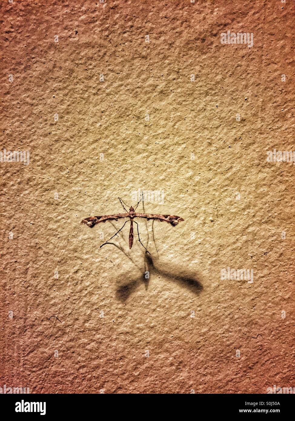 Moth on a wall Stock Photo Alamy