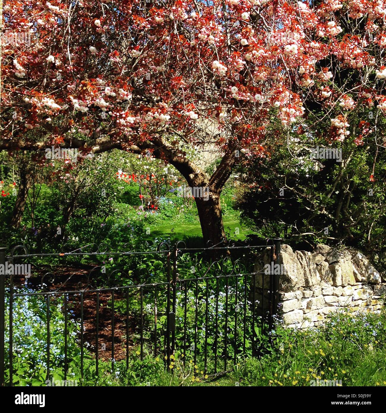 Spring blossom beyond a garden gate. Mobile phone photo with some phone or tablet post processing. - Smartphone Captured Stock Image