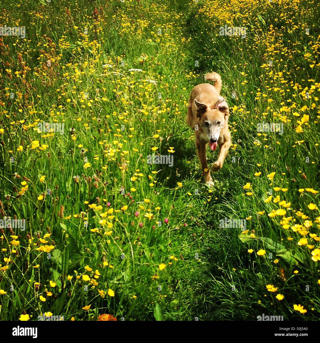 Lurcher dog running towards the camera through a colourful flower field Stock Photo