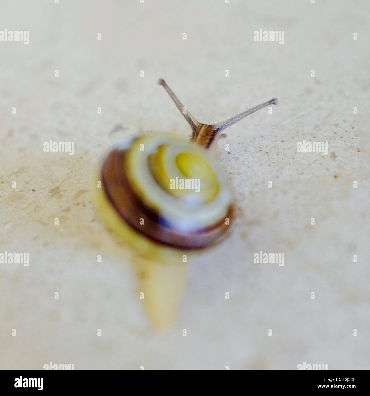 Eye Stalks High Resolution Stock Photography and Images Alamy