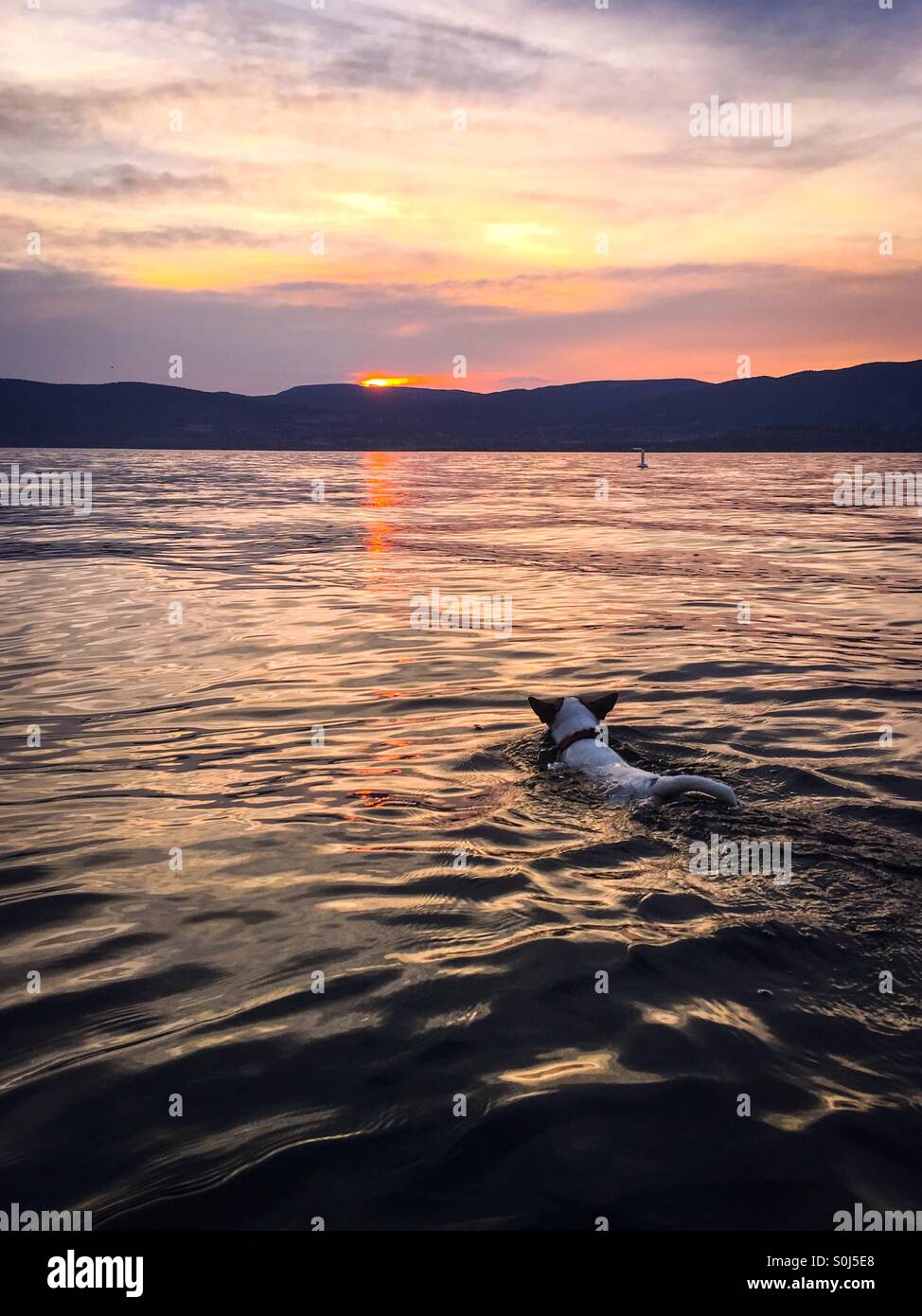 Dog swimming into the sunset. - Smartphone Captured Stock Image