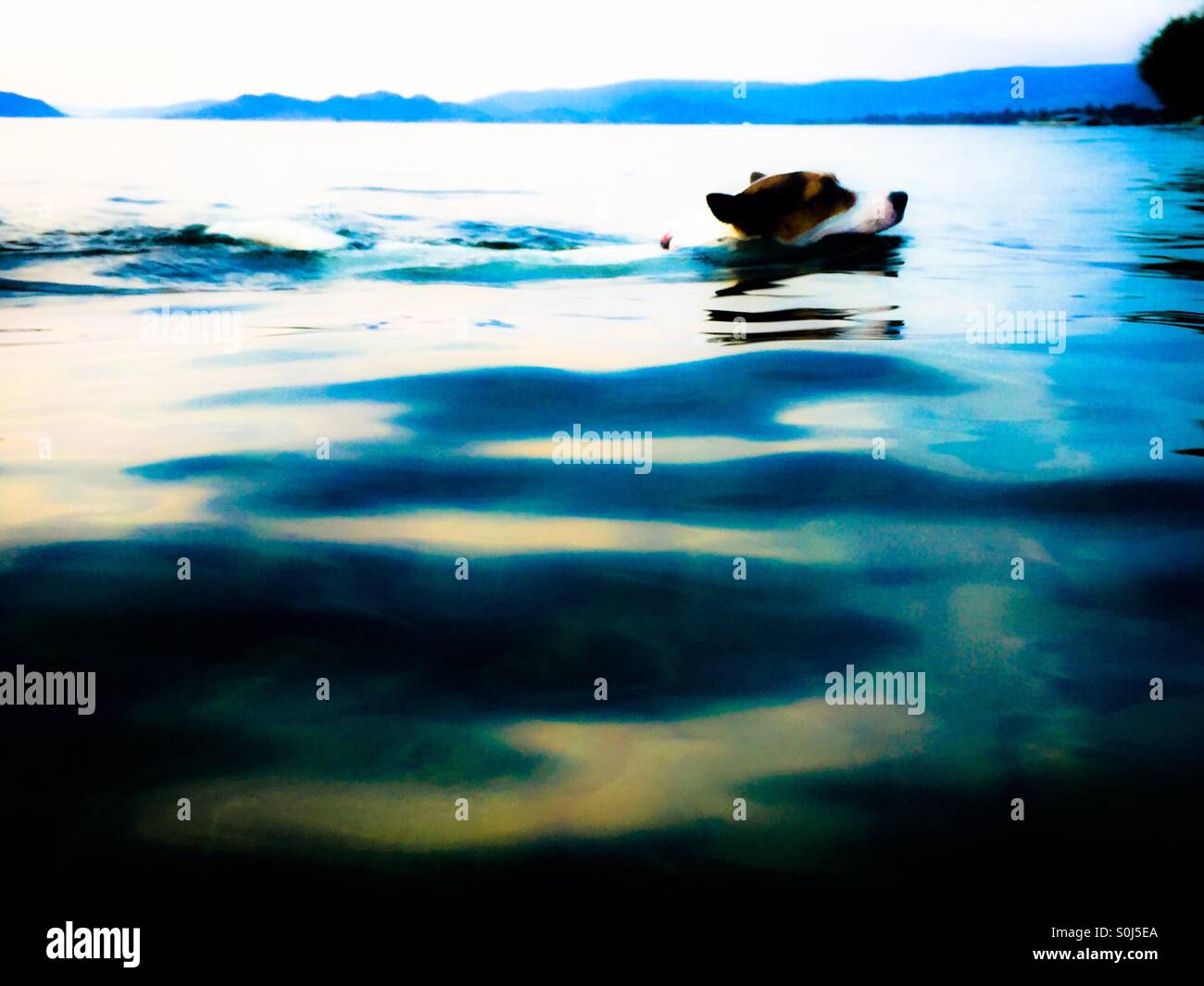 Dog swimming in a lake on a summer evening. - Smartphone Captured Stock Image