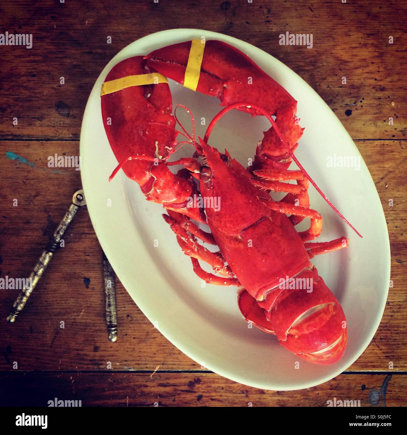 Cooked lobster Stock Photo