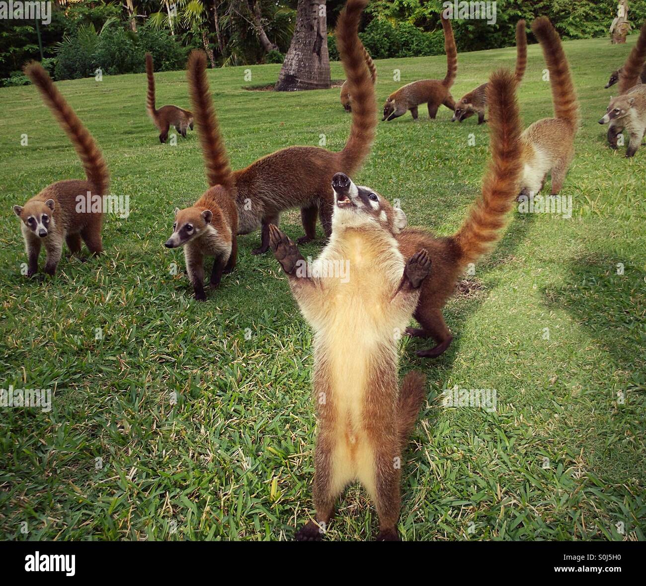 Friendly group of coatimundi's trying to get food in Mexican hotel complex Stock Photo