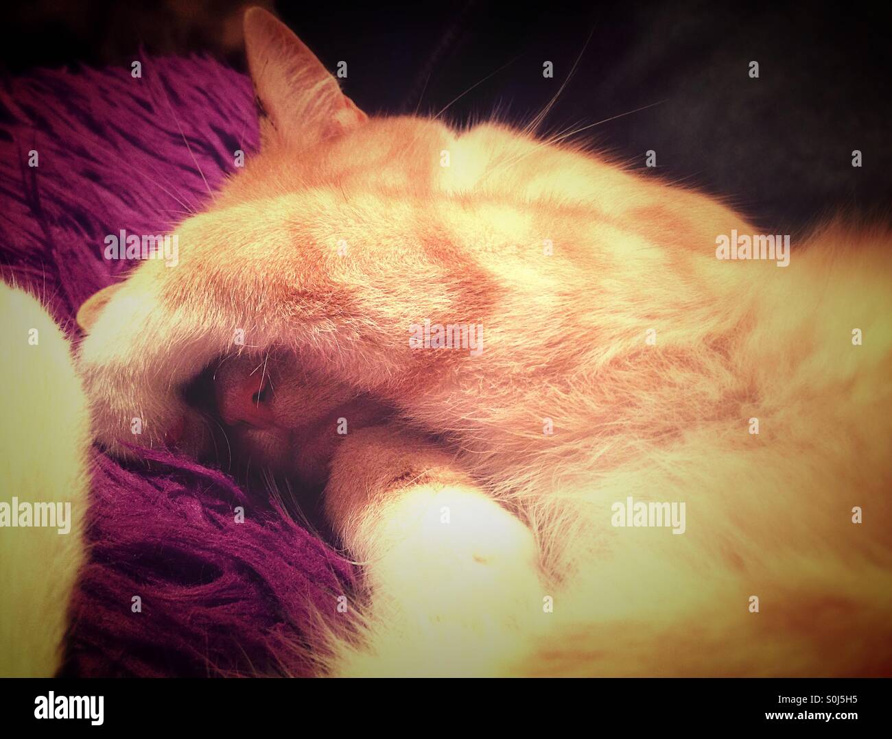 Cat sleeping on purple cushion with paw over face and pink nose showing - Smartphone Captured Stock Image