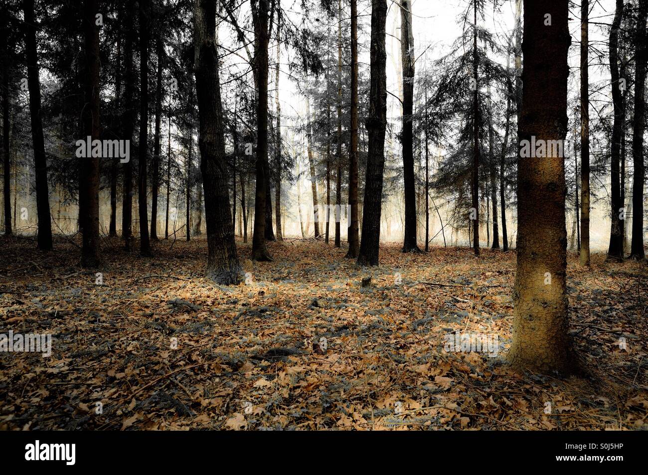 Magic forest - Smartphone Captured Stock Image Magic forest - Smartphone Captured Stock Image