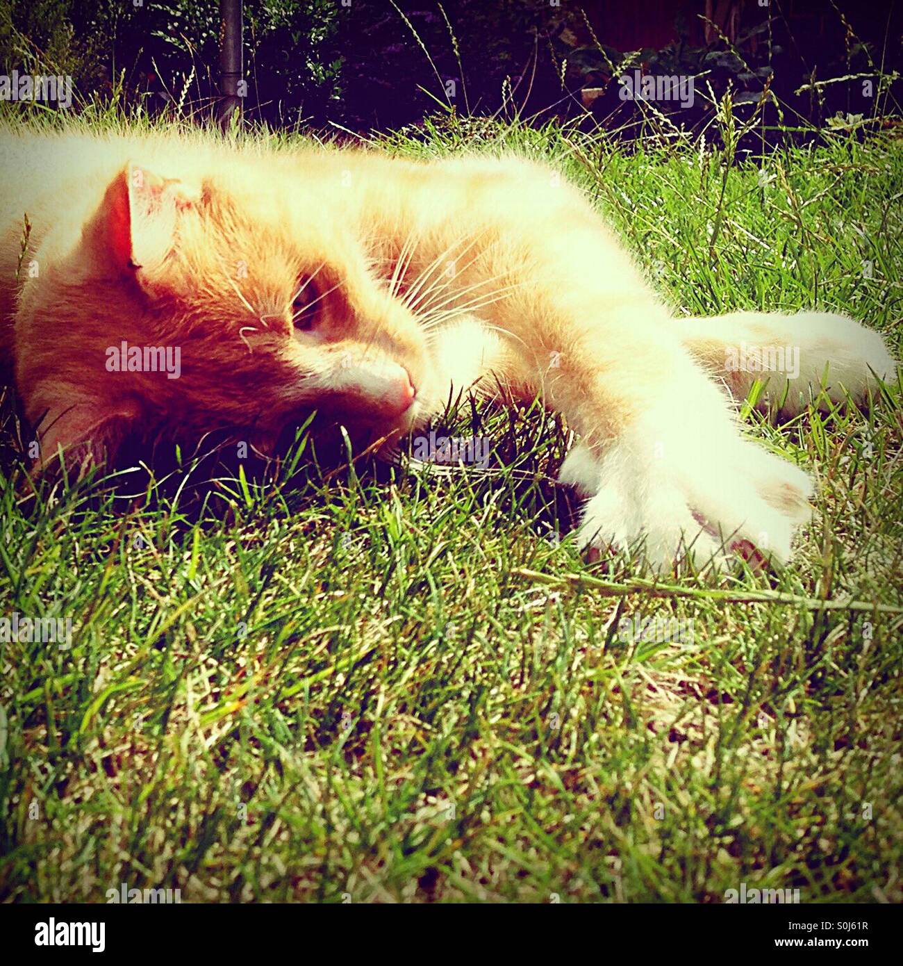 Cat with out stretched splayed paw on the grass in the sunshine - Smartphone Captured Stock Image